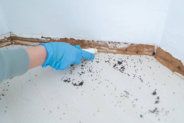 Bird Control in Tigard, OR